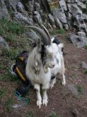 Klik za večjo sliko